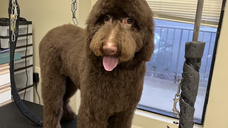 Pampered Pooch - Covington Township, PA