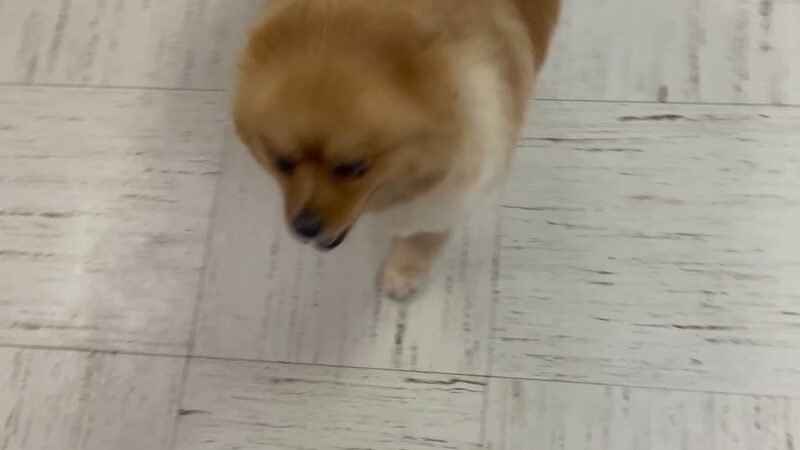 Pampered Pooch - Covington Township, PA