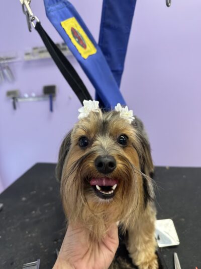 Pampered Pooch - Covington Township, PA