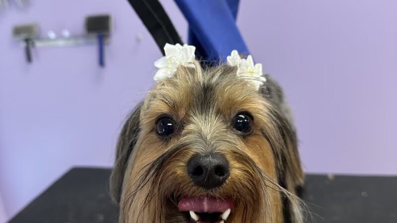 Pampered Pooch - Covington Township, PA