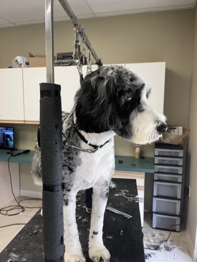 Pampered Pooch - Covington Township, PA
