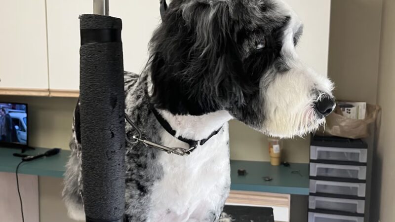 Pampered Pooch - Covington Township, PA