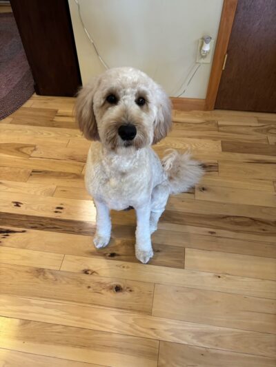 Pampered Pooch - Covington Township, PA