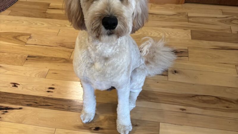 Pampered Pooch - Covington Township, PA