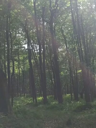 Sugarcreek Community Park - Cowansville, PA