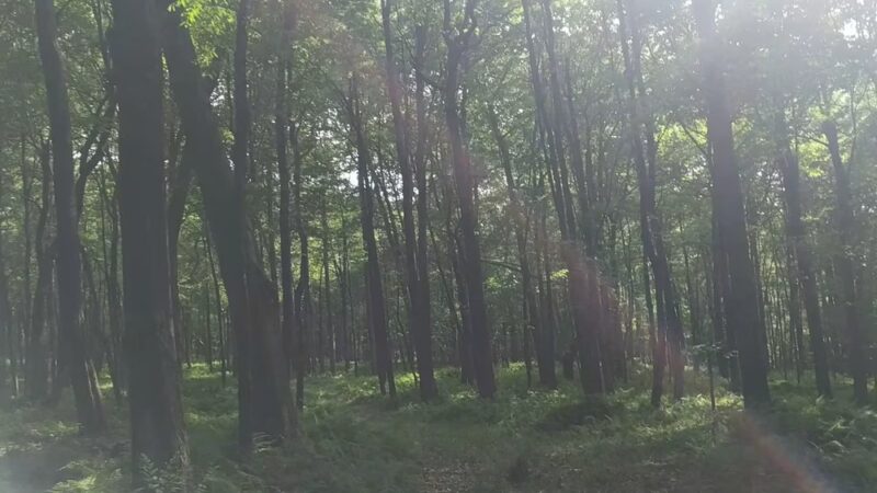 Sugarcreek Community Park - Cowansville, PA