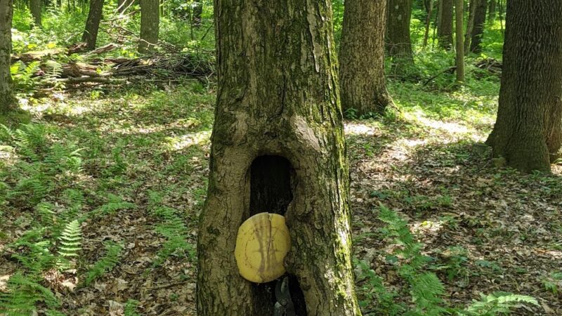 Sugarcreek Community Park - Cowansville, PA