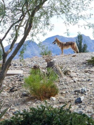 Coyote Springs - Coyote Springs, NV
