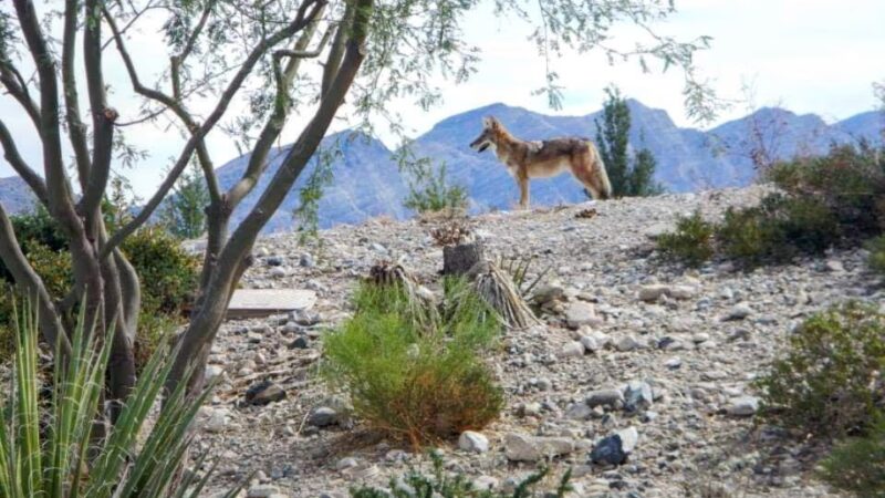 Coyote Springs - Coyote Springs, NV