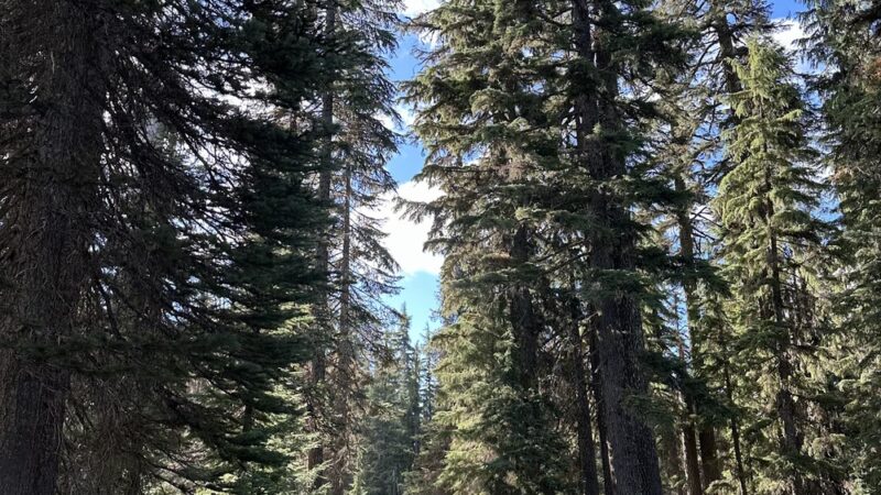 Godfrey Glen - CRATER LAKE, OR