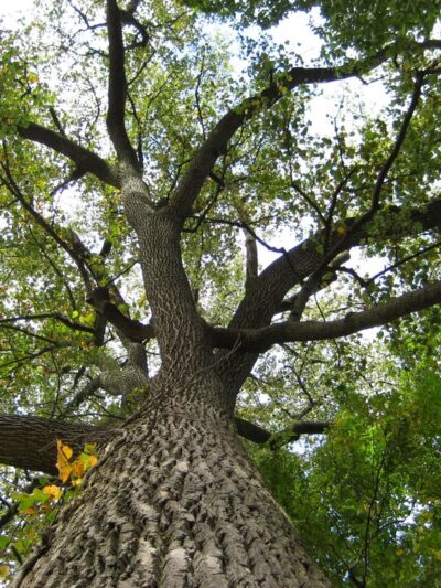 Crawfordsville Parks and Recreation - Crawfordsville, IN