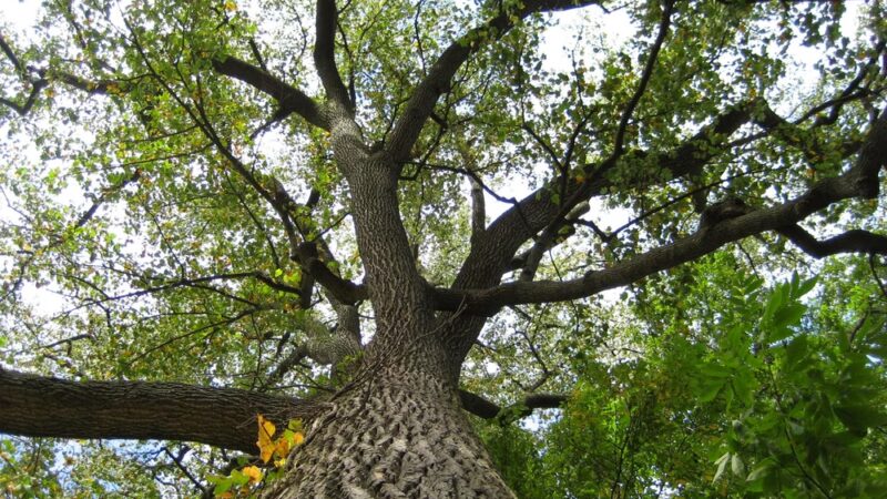 Crawfordsville Parks and Recreation - Crawfordsville, IN