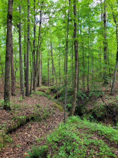 Horseshoe Road Nature Preserve - Creedmoor, NC