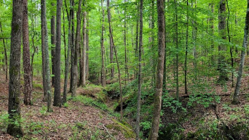 Horseshoe Road Nature Preserve - Creedmoor, NC