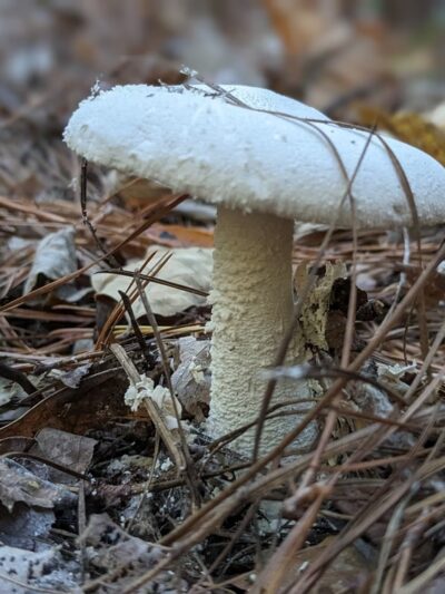 Horseshoe Road Nature Preserve - Creedmoor, NC