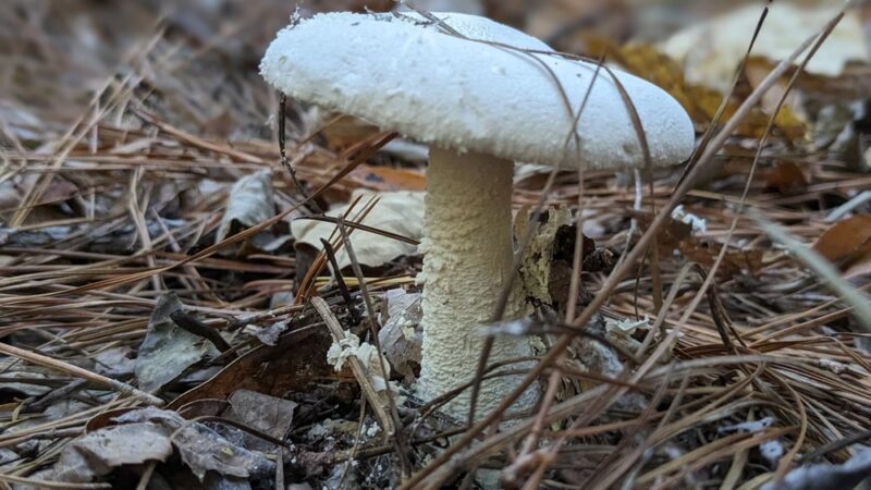 Horseshoe Road Nature Preserve - Creedmoor, NC