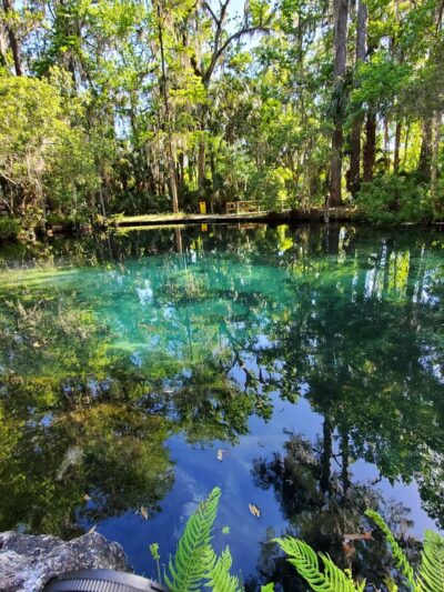 Welaka State Forest Mud Spring Trail - Crescent City, FL