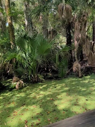 Welaka State Forest Mud Spring Trail - Crescent City, FL