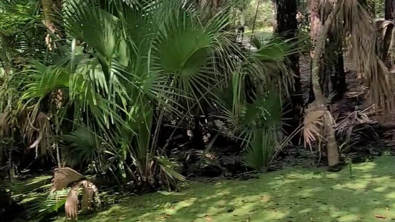 Welaka State Forest Mud Spring Trail - Crescent City, FL