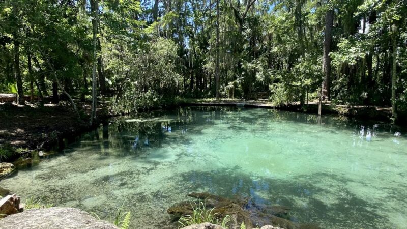 Welaka State Forest Mud Spring Trail - Crescent City, FL