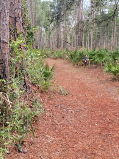 Welaka State Forest Mud Spring Trail - Crescent City, FL
