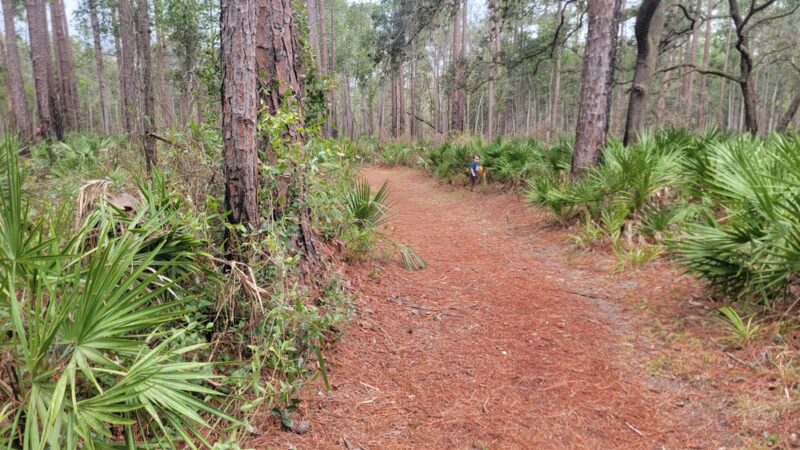 Welaka State Forest Mud Spring Trail - Crescent City, FL