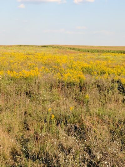 Prairie Bluff Preserve - Crest Hill, IL