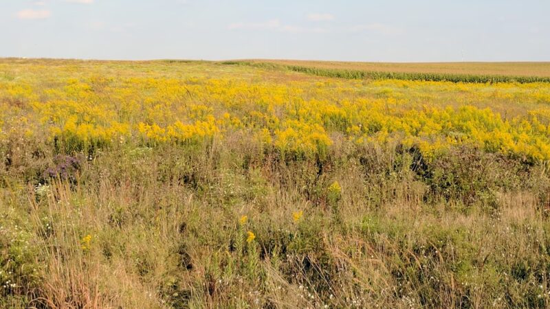 Prairie Bluff Preserve - Crest Hill, IL