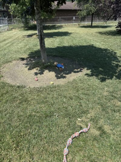 Nancy Benedetto Dog Park - Crestwood, IL