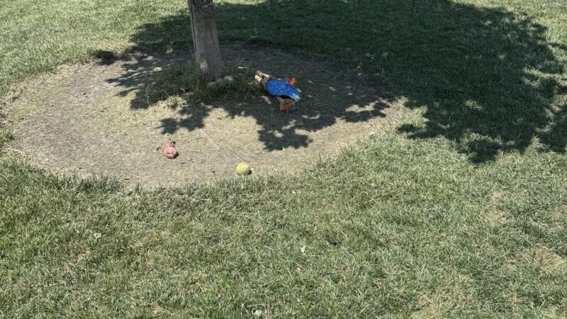Nancy Benedetto Dog Park - Crestwood, IL