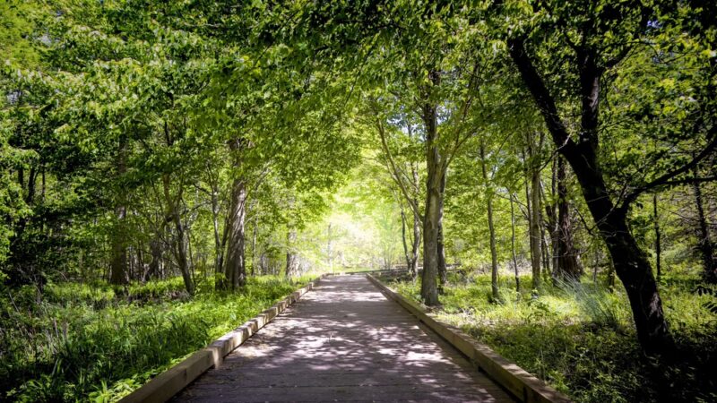 Pettigrew State Park - Creswell, NC