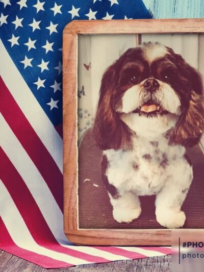 Somerset Pet Salon - Crisfield, MD