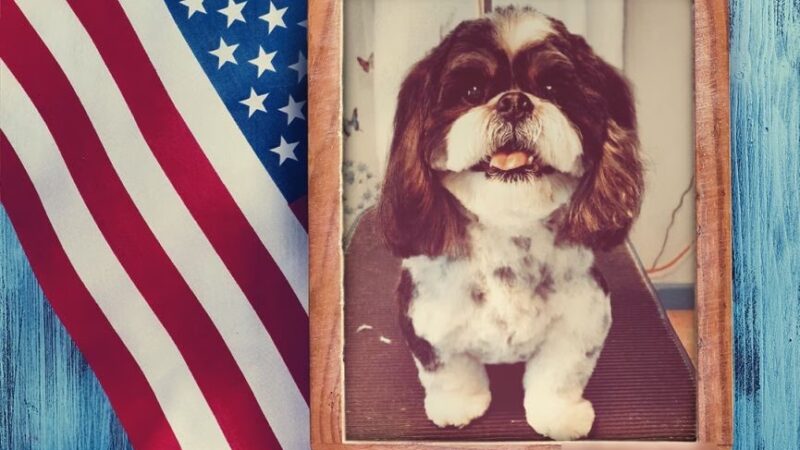 Somerset Pet Salon - Crisfield, MD