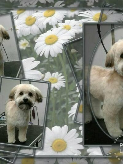 Somerset Pet Salon - Crisfield, MD