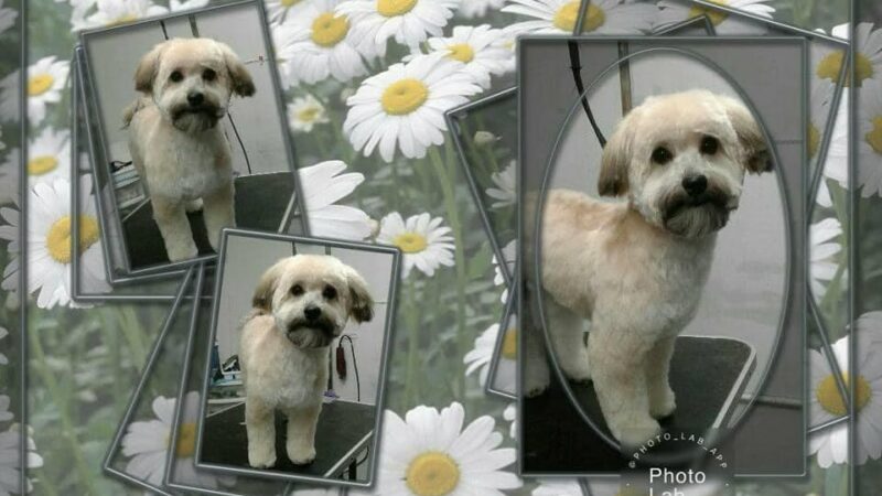 Somerset Pet Salon - Crisfield, MD