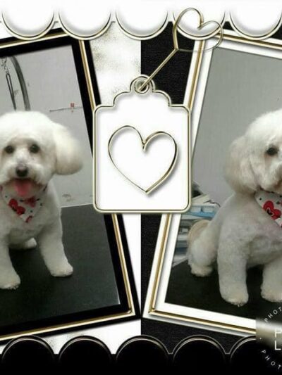 Somerset Pet Salon - Crisfield, MD