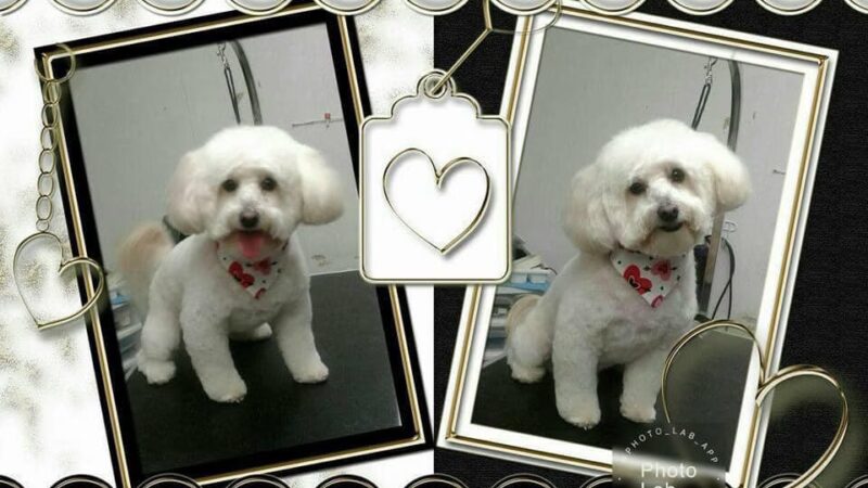 Somerset Pet Salon - Crisfield, MD