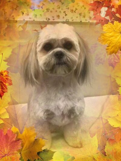Somerset Pet Salon - Crisfield, MD