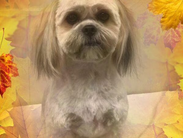 Somerset Pet Salon - Crisfield, MD