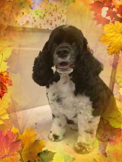 Somerset Pet Salon - Crisfield, MD