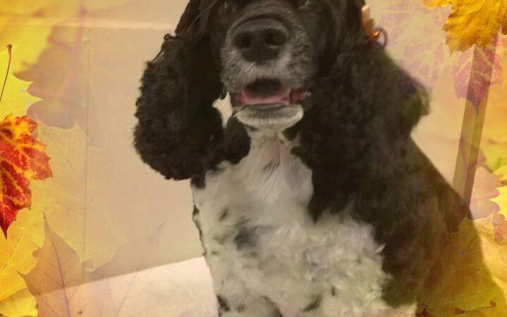 Somerset Pet Salon - Crisfield, MD