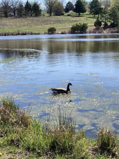 Crocker Community Park - Crocker, MO