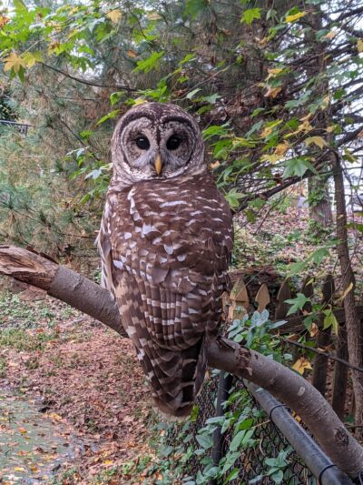 Barbara and Thomas Swann Park - Crofton, MD