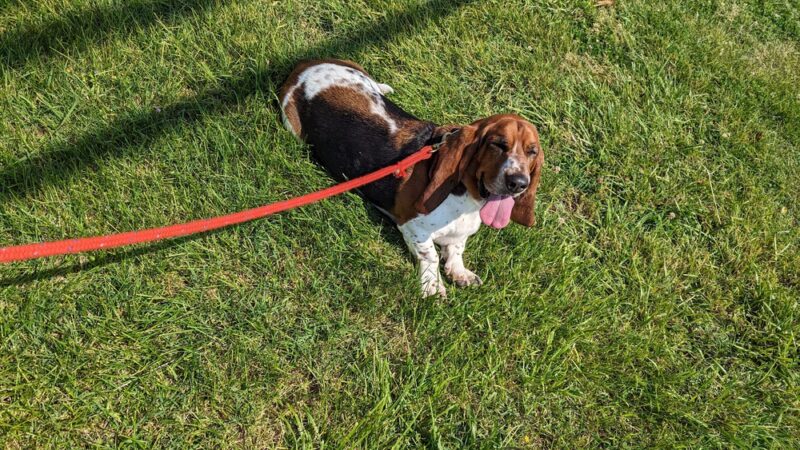 Crofton Dog Walkers - Crofton, MD