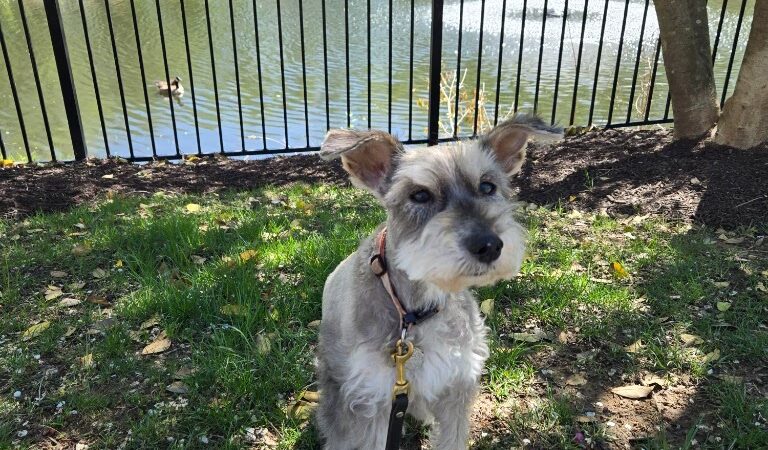 Crofton Dog Walkers - Crofton, MD