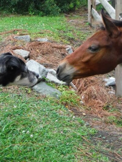 Crofton Dog Walkers - Crofton, MD