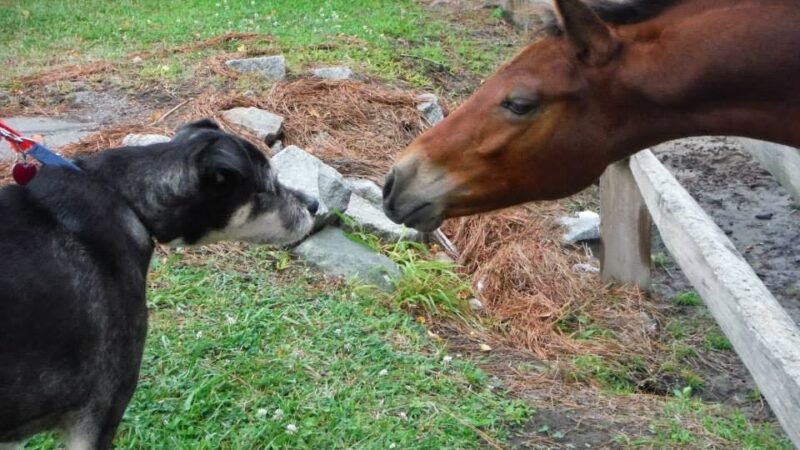 Crofton Dog Walkers - Crofton, MD