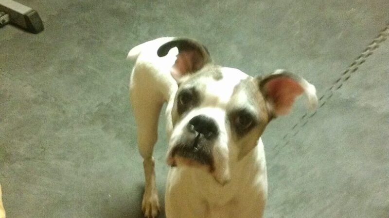 Crofton Dog Walkers - Crofton, MD