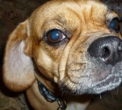 Crofton Dog Walkers - Crofton, MD