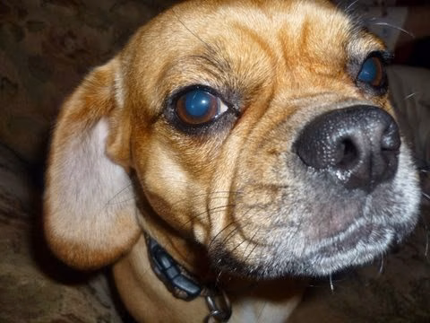 Crofton Dog Walkers - Crofton, MD